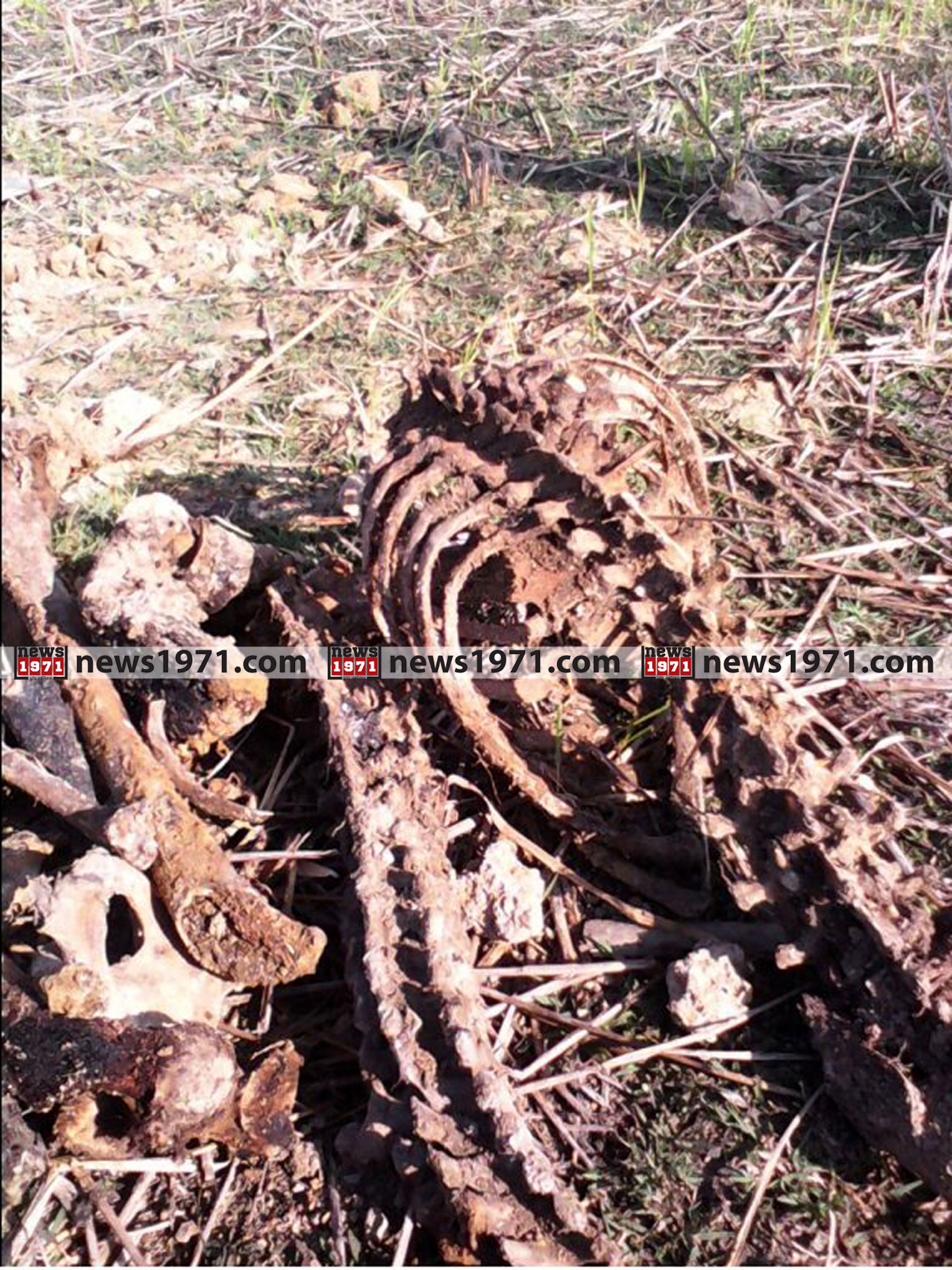 Rohingya Konkal_news1971 (2)