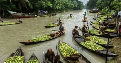 ভিমরুলির ভাসমান পেয়ারা বাজারে একদিন ভিমরুলির ভাসমান পেয়ারা বাজারে একদিন